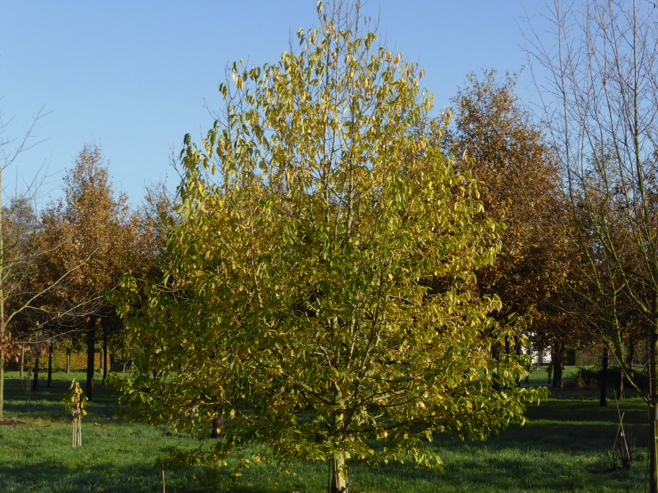 magnolia amoena